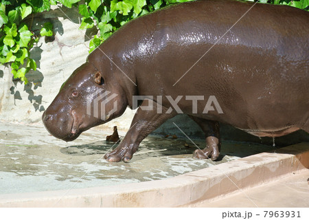 歩くコビトカバ 歩くコビトカバ 7963931