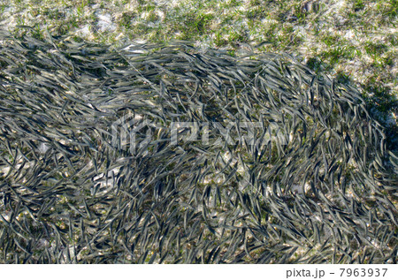 小魚の群れ 7963937