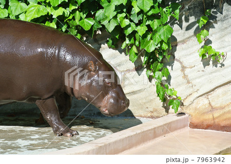 水浴び直後のコビトカバ 7963942