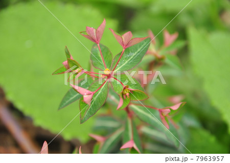 ハクサンタイゲキ 7963957