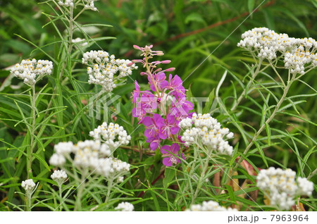 ヤマハハコの中に咲くヤナギラン 7963964