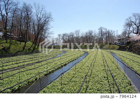 わさび畑 7964124