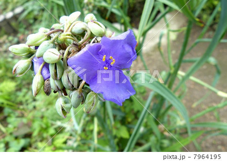 紫三枚の大きな花びらを咲かせます 7964195