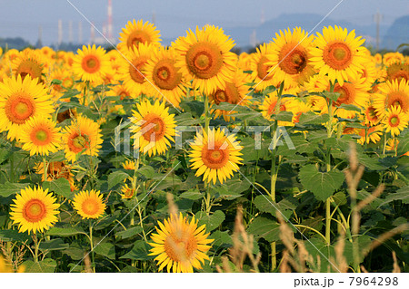 ひまわり665 7964298