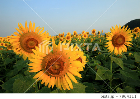 ひまわり615 7964311