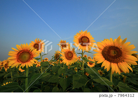 ひまわり614 ひまわり614 7964312