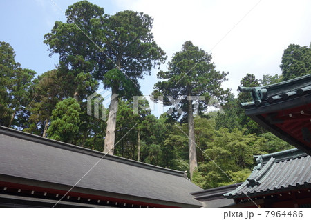姫沙羅純林 箱根神社 姫沙羅純林 箱根神社 7964486