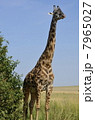 野生のマサイキリン / Wild Masai Giraffe 7965027