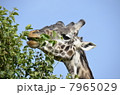 野生のマサイキリン / Wild Masai Giraffe 7965029