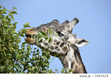 野生のマサイキリン / Wild Masai Giraffe 7965029
