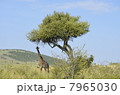 野生のマサイキリン / Wild Masai Giraffe 7965030