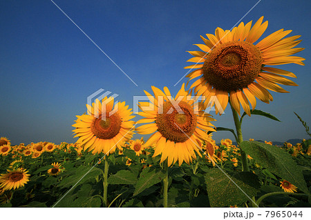 ひまわり756 7965044