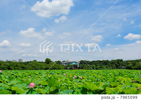 上野公園の蓮池の花と緑と青い空 7965099