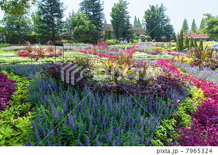 デンパーク 7965324