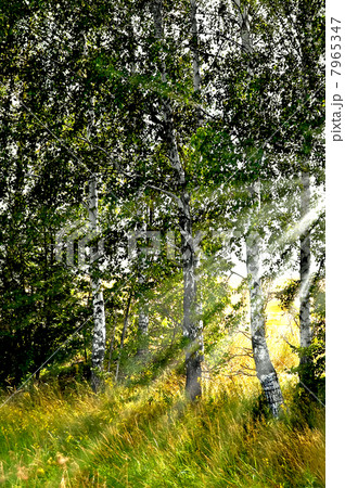 Birch grove in the sun 7965347