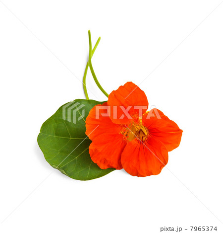Nasturtium orange with leaves Nasturtium orange with leaves 7965374