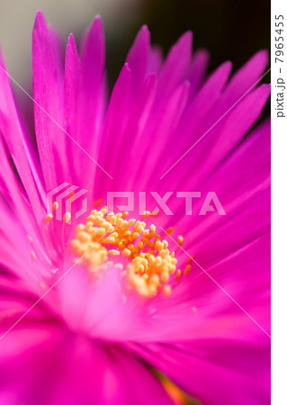 ピンクのマツバギク 7965455