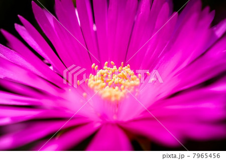 ピンクのマツバギク 7965456