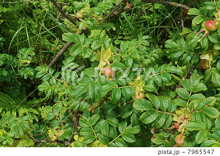 海浜植物・ハマナスの実(ローズヒップ)たくさん・横位置 海浜植物・ハマナスの実(ローズヒップ)たくさん・横位置 7965547