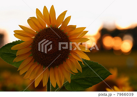 夕暮れのひまわり畑 夕暮れのひまわり畑 7966039