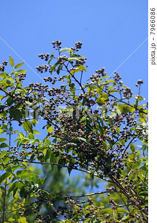 めずらしい形をした空木の果実 めずらしい形をした空木の果実 7966086