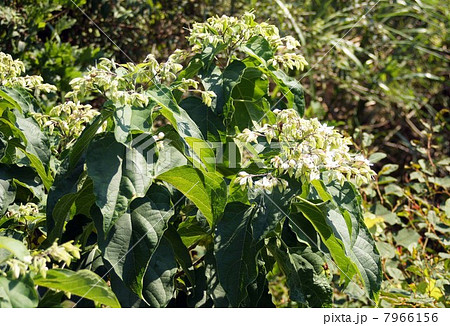 和歌山の山中に自生して咲くクサギの花 和歌山の山中に自生して咲くクサギの花 7966156