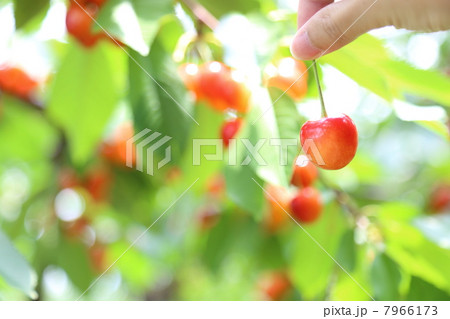 サクランボ狩り 7966173