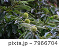 栗 7966704