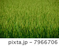 稲 7966706