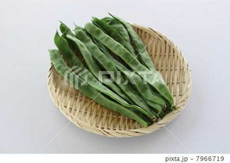 モロッコインゲン モロッコインゲン 7966719