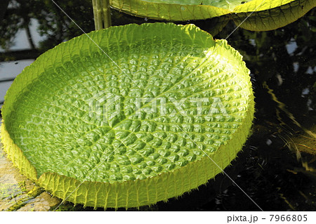 オニハス 葉 オニハス 葉 7966805