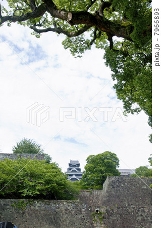 熊本城と石垣 7966893