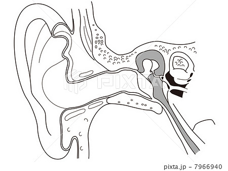 耳の構造のイラスト素材