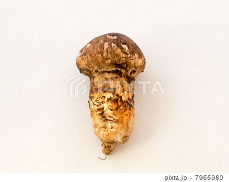 マツタケ 7966980