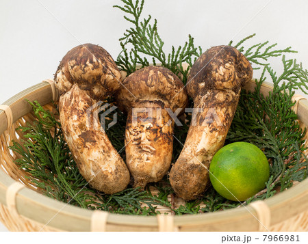 マツタケ 7966981