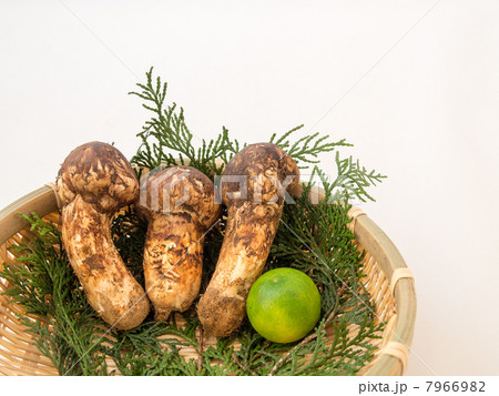 マツタケ 7966982