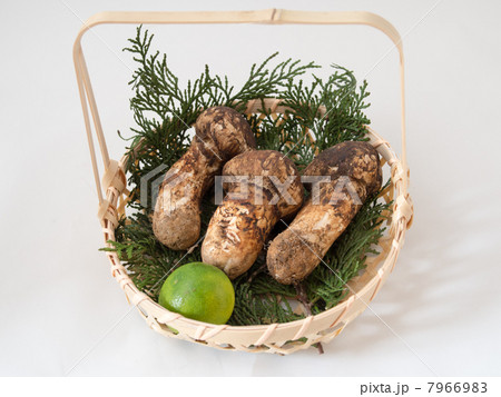 マツタケ 7966983