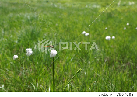 尾瀬　大江湿原のトンボ 7967088