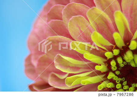 ヒャクニチソウの花びらのアップ 7967286