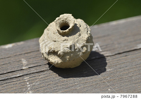 トックリバチの巣 7967288