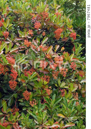 サンゴジュの実 7967481