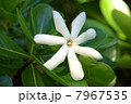 ティアレ・タヒチ Tiare Tahitiの白い花 7967535