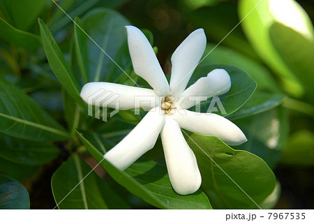 ティアレ・タヒチ Tiare Tahitiの白い花 ティアレ・タヒチ Tiare Tahitiの白い花 7967535