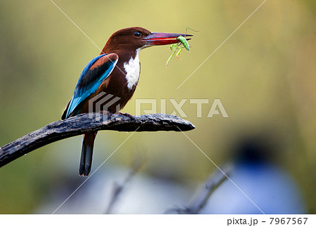 Kingfisher with grasshopper 7967567