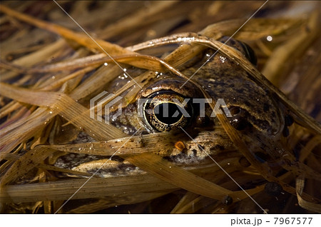 The Common Frog, hidden in a grass. 7967577