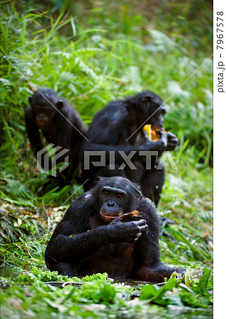 Chimpanzee Bonobo. 7967578