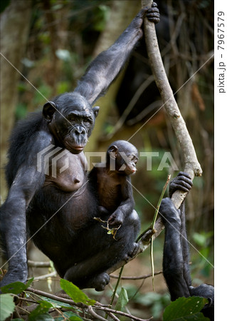 Chimpanzee Bonobo with a cub. 7967579