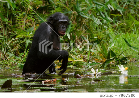 The chimpanzee collects flowers. 2 7967580