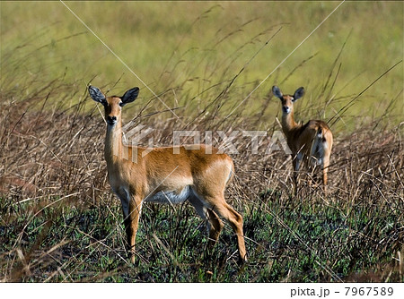 Impala (female) 7967589