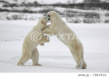 Fight of polar bears. 1 Fight of polar bears. 1 7967610